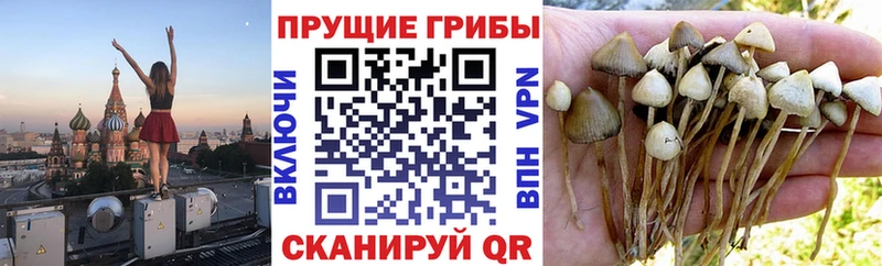 OMG как войти  Кораблино  Псилоцибиновые грибы Psilocybine cubensis  хочу наркоту 
